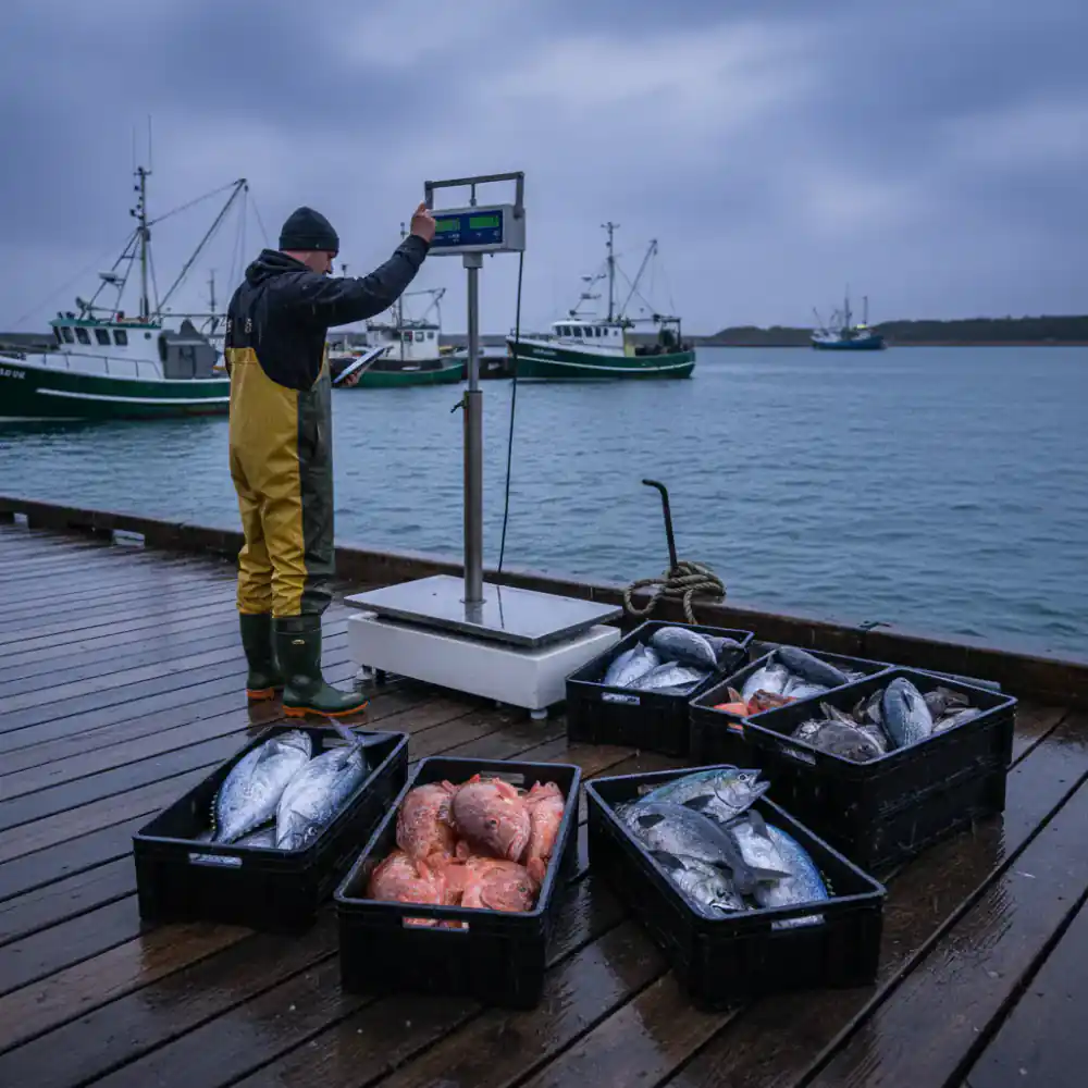 Weighing commercial catch at the dock